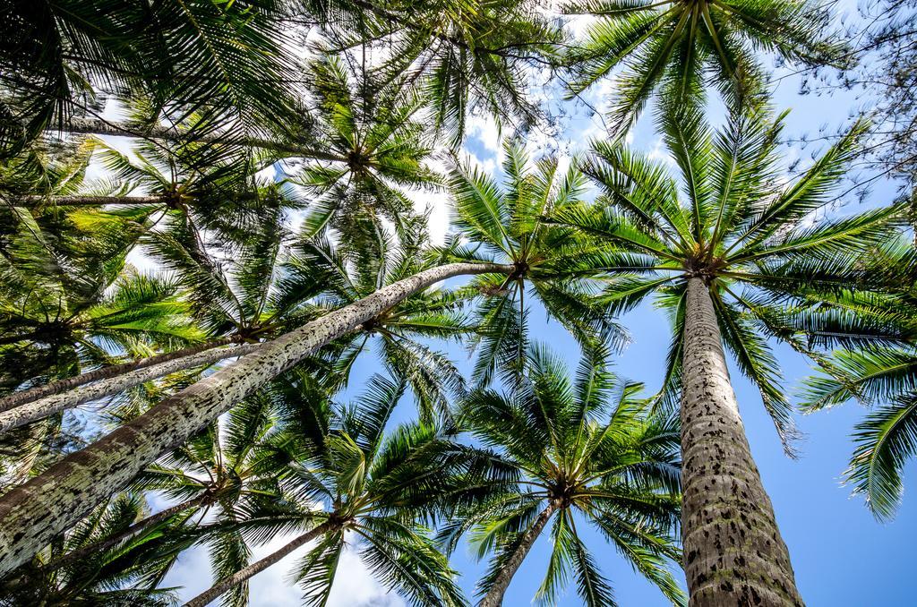 Cairns Beaches Flashpackers Palm Cove Ngoại thất bức ảnh