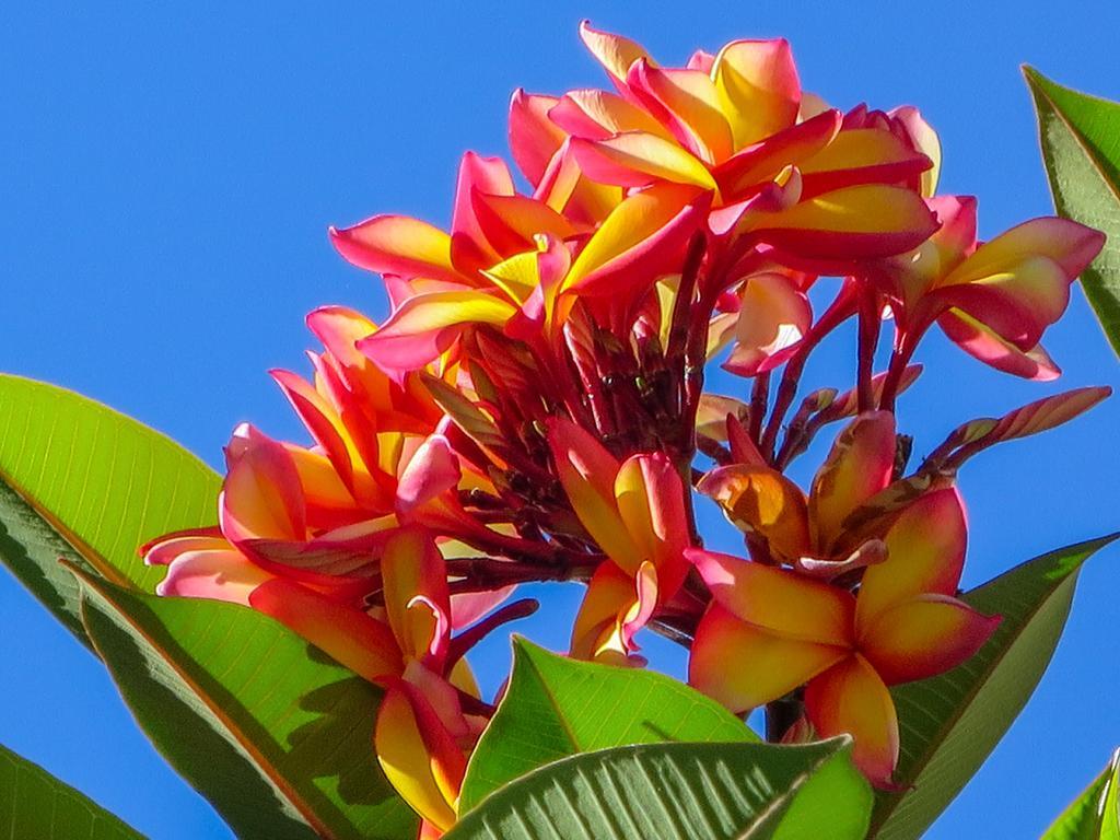 Cairns Beaches Flashpackers Palm Cove Ngoại thất bức ảnh